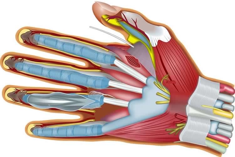 biomeccanica della mano