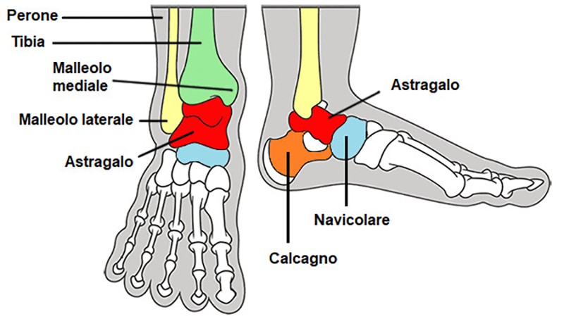 anatomia del piede e ciclismo