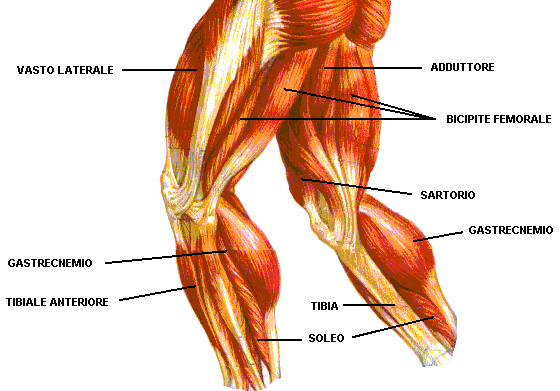 i muscoli delle gambe